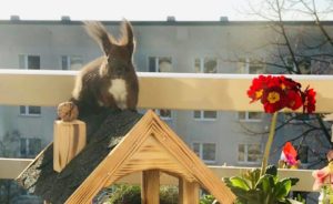 Read more about the article Eichhörnchen