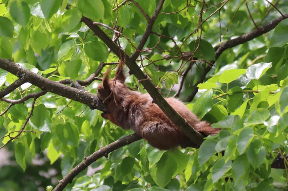 You are currently viewing The squirrel’s life in Cottbus