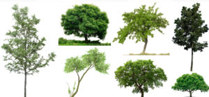 Read more about the article Trees